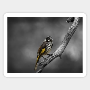 New Holland Honeyeater_20345A Sticker